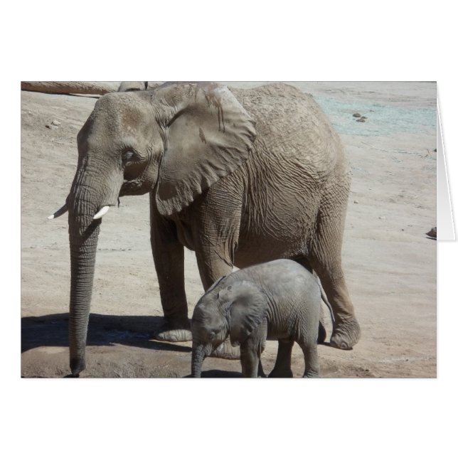Baby Elephant med Mamma Hälsningskort (Framsidan Horizontal)