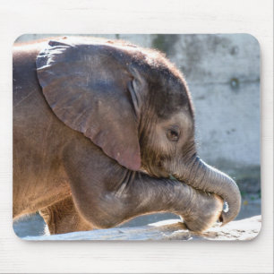 Baby Elephant Musmatta