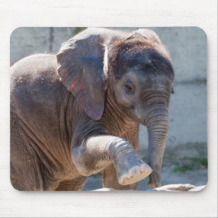 Baby Elephant Musmatta