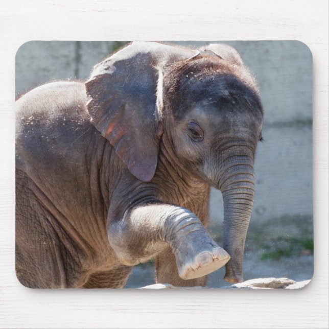 Baby Elephant Musmatta (Framsidan)