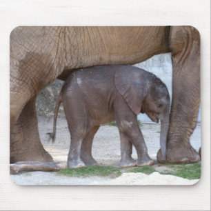 Baby Elephant Musmatta