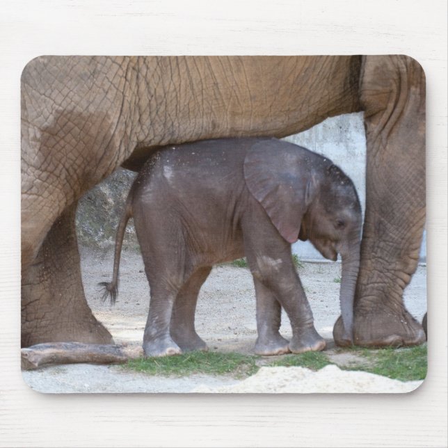 Baby Elephant Musmatta (Framsidan)