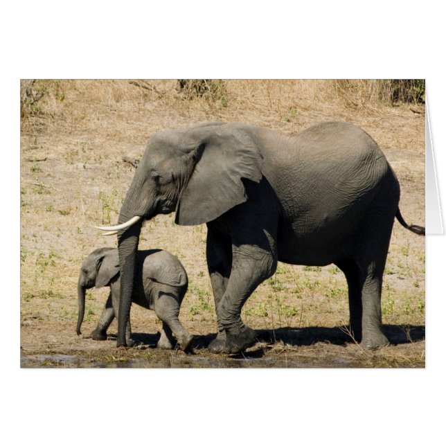 Baby Elephant och Mor Hälsningskort (Framsidan Horizontal)