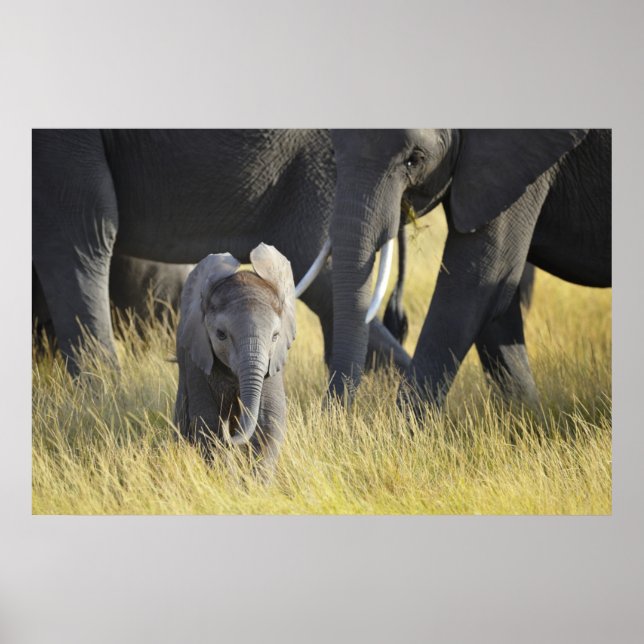 Baby Elephant Poster (Framsidan)