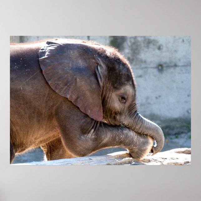 Baby Elephant Poster (Framsidan)