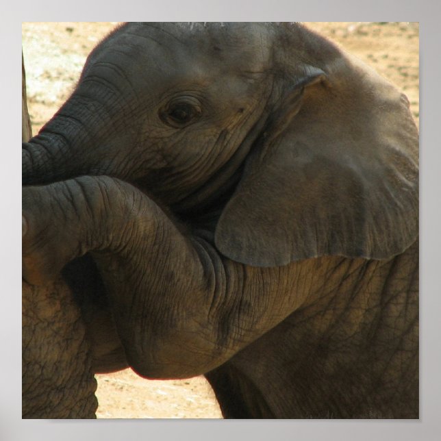 Baby Elephant Print Poster (Framsidan)