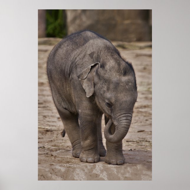 Baby Elephant Print Poster (Framsidan)
