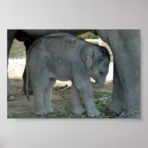 Baby Elephant Print Poster