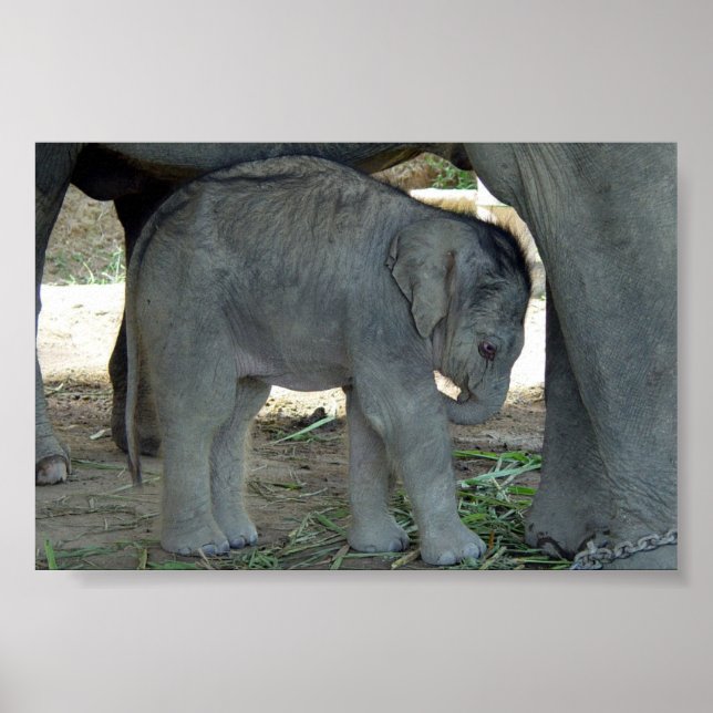 Baby Elephant Print Poster (Framsidan)