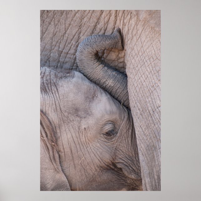 Baby Elephant Snuggles Poster (Framsidan)