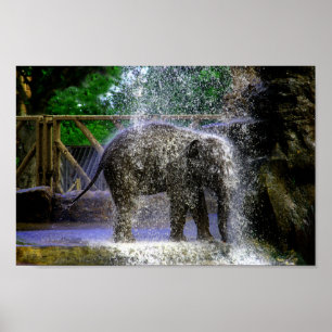Baby Elephant spelar i vattenfall Poster