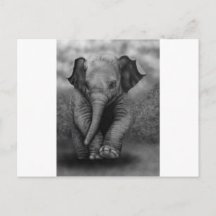 Baby Elephant Vykort