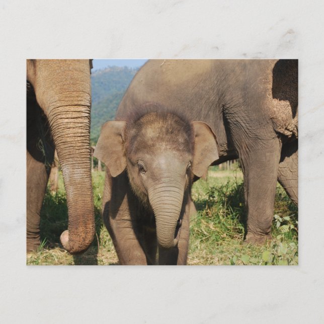 Baby Elephant Vykort (Framsida)