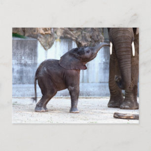 Baby Elephant Vykort
