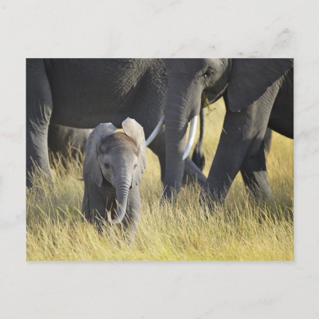 Baby Elephant Vykort (Framsida)