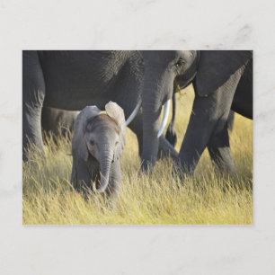 Baby Elephant Vykort