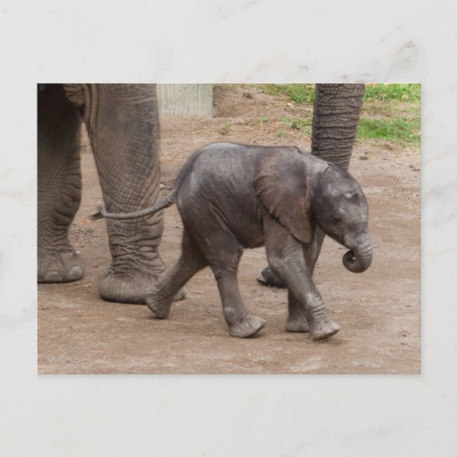 Baby Elephant Vykort (Framsida)