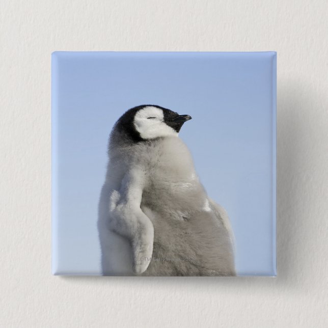 Baby Emperor Penguin, ön Snö Backe Knapp (Framsida)