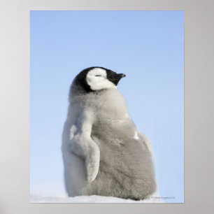Baby Emperor Penguin, ön Snö Backe Poster