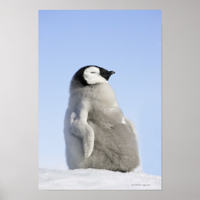 Baby Emperor Penguin, ön Snö Backe Poster (Framsidan)