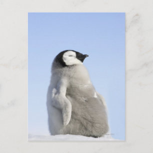 Baby Emperor Penguin, ön Snö Backe Vykort