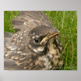 Baby fågel poster