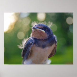 Baby fågel poster