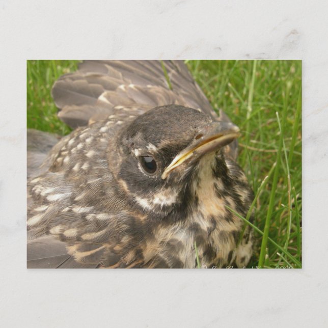 Baby fågel vykort (Framsida)