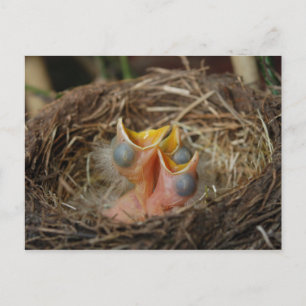 Baby fågelkort vykort