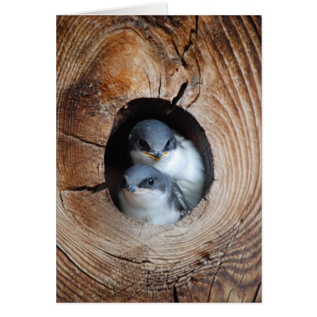 Baby fåglar hälsningskort (Framsidan)