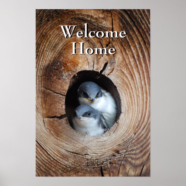 Baby fåglar poster (Framsidan)