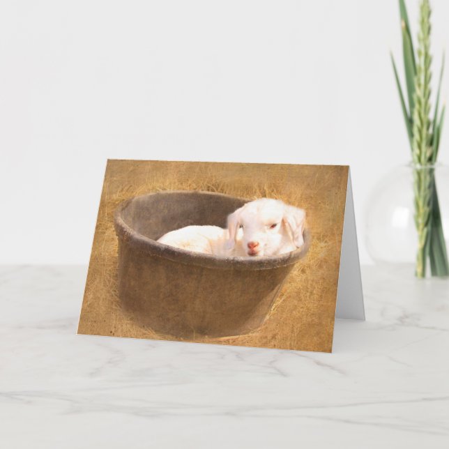 Baby får i Bucket på födelsedagen Kort (Framsida)