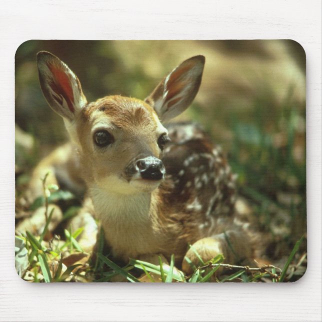 Baby Fawn Musmatta (Framsidan)