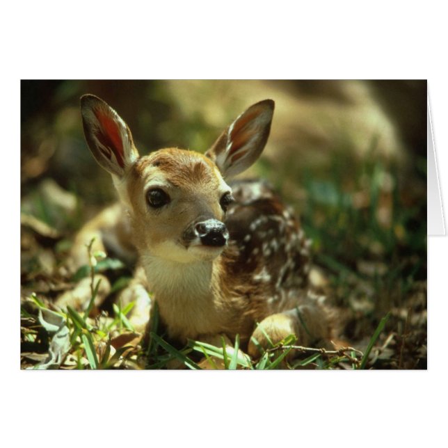 Baby Fawn OBS Kort (Framsidan Horizontal)