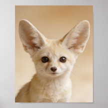 Baby Fennec Fox Porträtt – Sött Nursery Djur