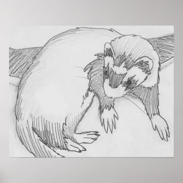 "Baby" Ferret Teckning Poster (Framsidan)