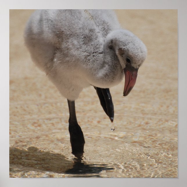 Baby Flamingo Poster (Framsidan)