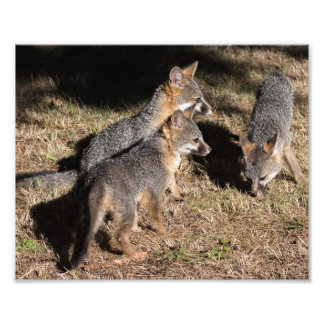 Baby Foxes Fototryck