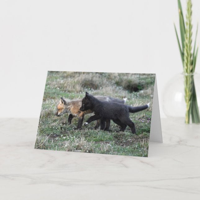Baby Foxes på Prowl Helgkort (Framsida)