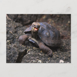 Baby Galapagos Giant Tortoise Vykort