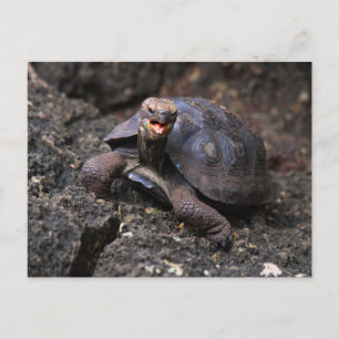 Baby Galapagos Giant Tortoise Vykort