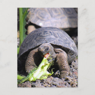 baby galapagos sköldpadda vykort