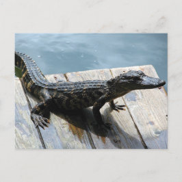 Baby Gator Vykort