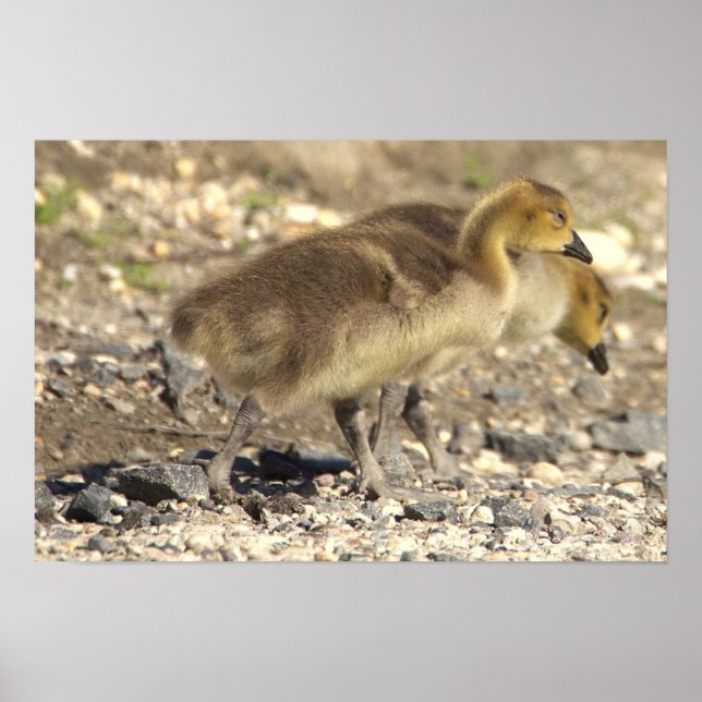Baby Geese Photo Poster (Framsidan)