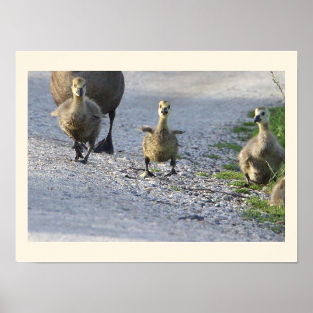 Baby Geese Photo Poster (Framsidan)