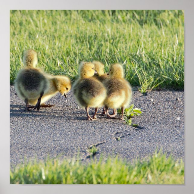 Baby Geese Photo Poster (Framsidan)