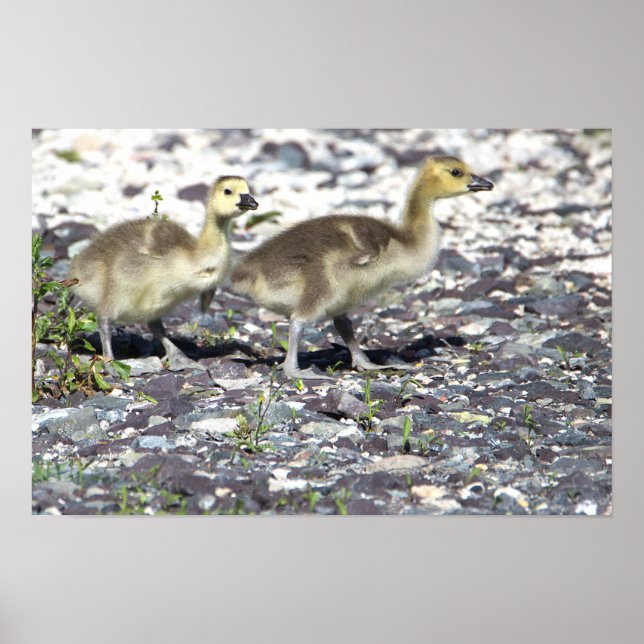 Baby Geese Poster (Framsidan)
