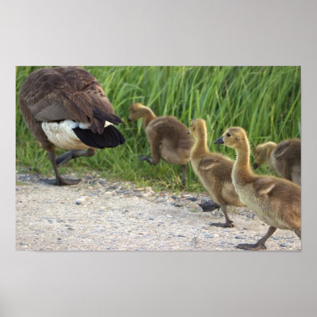 Baby Geese Poster (Framsidan)