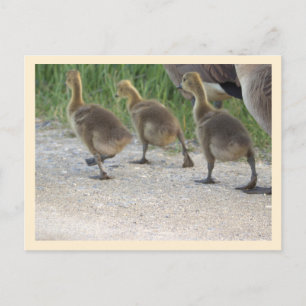 Baby Geese-vykort Vykort