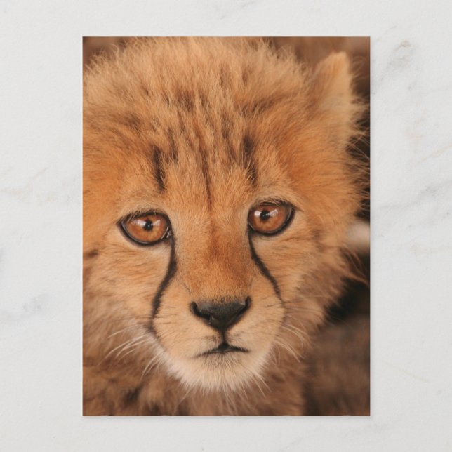 Baby Gepard vykort (Framsida)